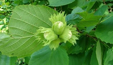 Hazel for the treatment of chronic prostatitis